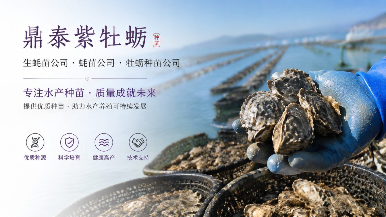 阿里地区为南北养殖场提供三倍体生蚝苗方案